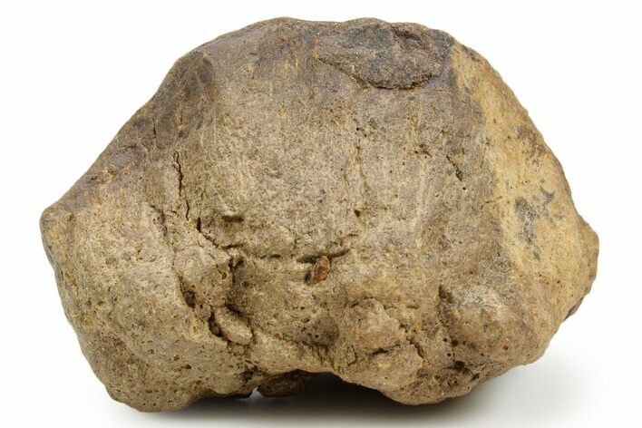 Fossil Dinosaur (Pachycephalosaurus) Skull Section - South Dakota #382466